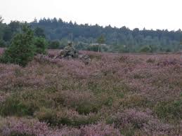 Die lüneburger heide ist ein einzigartiger naturraum. Bildergalerie Heideblute 2015 In Der Luneburger Heide Schoene Heide De