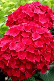 Cardinal Red Hydrangea Cardinal Is A Mophead Hydrangea That Produces Dark Cardinal Red Flowers With Serrat Hydrangea Flower Red Hydrangea Hydrangea Garden