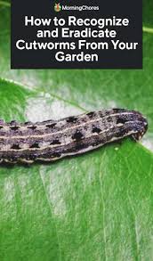 A few species feed on turfgrass. How To Identify And Get Rid Of Cutworms From Your Garden