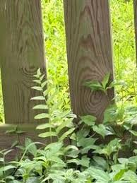 Image result for Ampelopteris