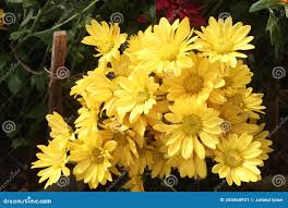 Image result for Chrysanthellum indicum
