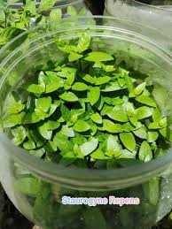 Image result for Nesaea pedroi