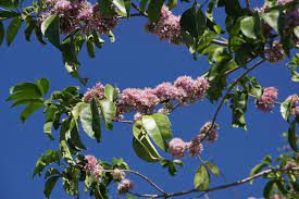 Types of flowering trees with name and picture for easy identification (pink, white, red, purple flowers) 1 magnolia. Pink Flowered Doughwood Melicope Elleryana An Australian Tree Australian Trees Flowering Trees Trees And Shrubs