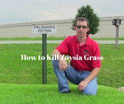 Zoysia grass (sometimes referred to as zoysigrass) is a popular variety of lawn grass that does especially well in warm climates. How To Kill Zoysia Grass Houston Grass South Missouri City Pearland