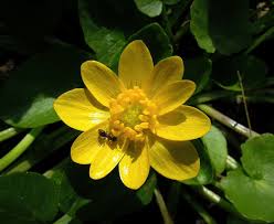 Non appena arriva la primavera e si inizia a sentire nell'aria la bella stagione, piante e fiori ricominciano a popolare il giardino o il balcone di casa. Ranuncoli Ambiente E Biodiversita