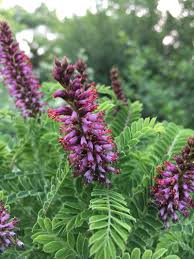 Image result for Indigofera filipes