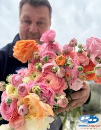 Image result for Ranunculus volkensii