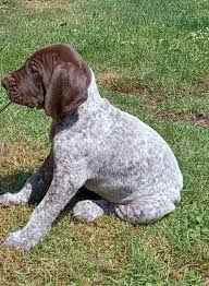 Image result for německý ohař krátkosrstý