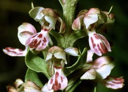 Image result for Brachycorythis velutina