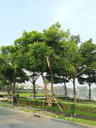 Image result for Dolichandrone alba