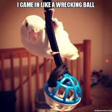 I Came In Like A Wrecking Ball Budgies Parakeet Funny Parrots