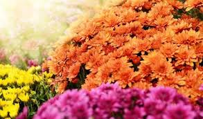 Waarom zetten we chrysanten op het kerkhof? | gezondheid.be