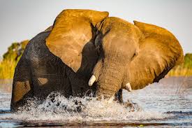 Botswana Elephant Charge Elephants Photos Elephant Elephant Rescue