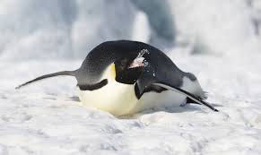 I learned not to fish too much and not to eat biscuits made with palm oil. Emperor Penguin Penguins Emperor Penguin Cute Penguins