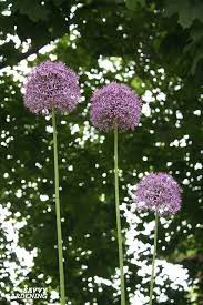 Alliums For The Garden The Best Long Blooming Allium Varieties Spring Flowering Bulbs Planting Bulbs Bloom