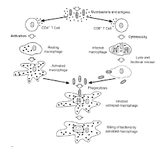 Flow Chart Showing Mechanisms Of T Lymphocyte Activation Or