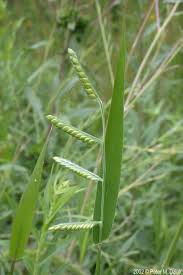 Image result for Eriochloa meyeriana