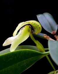 Image result for Bulbophyllum fuscum