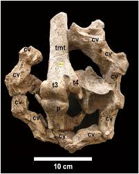 Image result for Austrosynotis