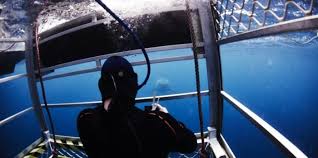 See more ideas about shark diving, great white shark, port lincoln. Swimming With Great White Sharks Port Lincoln Everything Australia