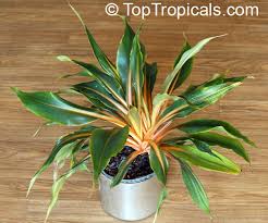 Image result for Chlorophytum Amaniense