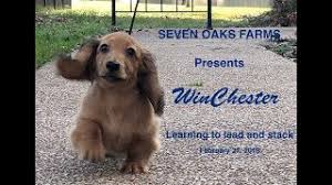 Shaded red long haired dachshund. Sold Shaded Red Longhaired Miniature Dachshund Male Puppy Located In Starkville Mississippi Youtube