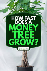 Depending on the conditions, this may be once a week or once a month. How Fast Does A Money Tree Grow Garden Tabs
