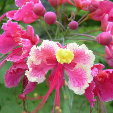 Image result for Caesalpinia rubra