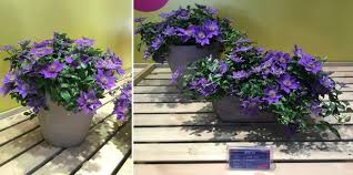 Acestea animă decorul prin petalele roz intens colorate, scoase în evidență de marginile albe. How A Channel Island Came To Supply The World With Clematis