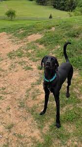 Animal shelters, kennels, pet stores, veterinarians, pet sitters, groomers, dog trainers. Paws Home Facebook