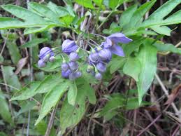 Image result for Tarenna sp. 53