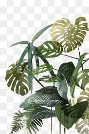 Palm Leaf Palm Leaves Png Transparent Clipart Image And Psd File For Free Download Palm Palm Leaf Leaves Hand Painted Tro Arkaplan Tasarimlari Bitki Cizim