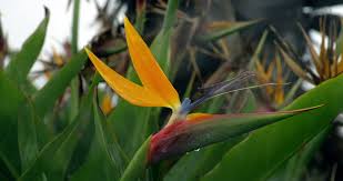 Maybe you would like to learn more about one of these? Bird Of Paradise Flower Santa Barbara California 5k Stock Video 234 301 889 Framepool Stock Footage