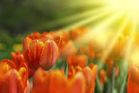 This is oranje boven! by harhollands on vimeo, the home for high quality videos and the people who love them. Koningsdag Oranje Boven Tuincentrum De Oosteinde