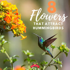 Plant it in the middle of the garden or at the back of a border. 8 Flowers Hummingbirds Love The Kitchen Garten