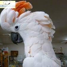 Moluccan Cockatoos For Sale