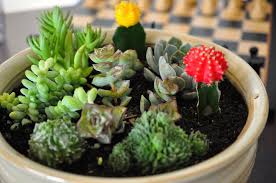 Per i giardinieri alle prime armi, le cosiddette succulente rappresentano l'opzione ideale. Piante Grasse Appartamento Piante Grasse Piante Grasse Per Interno