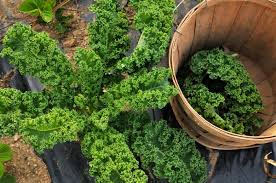 Bildergebnis für grünkohl pflanzen