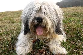 Maybe you would like to learn more about one of these? Polish Lowland Sheepdog Hunde Informationen Zu Den Rassen Omlet