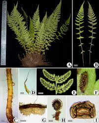 Image result for Athyrium