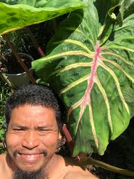 Colocasia checkbook essentials this year