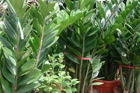 Image result for Zamiokulkas Zamioculcas
