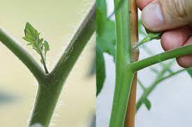 Setzen sie die pflanzen in ein substrat für topfkräuter in bioqualität. Tomaten In Der Wohnung Anbauen So Klappt S Auf Der Fensterbank Tomaten De