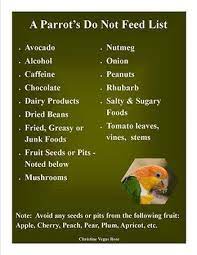 This List Is Not Good For Any Pets Peanuts In Moderation For Rats Or Dogs Parrot Food Recipe Conure Parrots Parrot