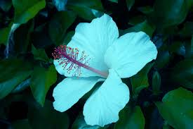 Hibiscus Cajun Blue Hibiscus Rosa Sinensis Hybrid The Delicate Pale Lavender Blue 6 Blooms Complement The Dark Gr Hibiscus Flowers Hibiscus Blue Hibiscus