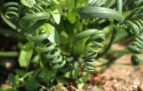 Image result for Albuca