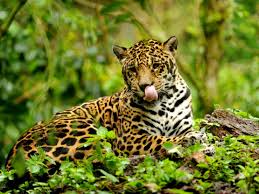 Top 15 most dangerous animals in the amazon rainforest the amazon rainforest is the largest rainforest in the world, occupying an area shared by nine countries — brazil, peru, colombia. Brazil Will Let Hunters Shoot Endangered Jaguars Parrots And Monkeys In Rainforests Under New Law Warn Conservation Experts The Independent The Independent