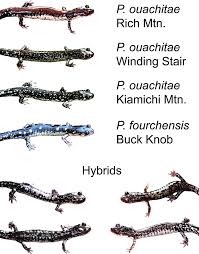 Image result for Pycnostachys orthodonta