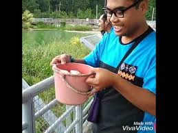 So siapa yang dekat tu bolehlah datang sini bagi makan kat buaya. Sarang Buaya Pasir Gudang 28 6 2018 Youtube