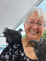 What breed is my chicken, Barred Rock or Dominique?